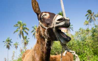 Wycieczka: Ja, tato i mama z Pafos do farmy osiołków